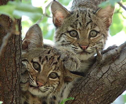 太阳成tyc7111-夏季容易引发热射病死亡率达50%(图1) 太阳成tyc7111cc