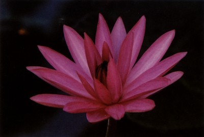 苹果胜诺基亚不是侥幸 汽车电动化也不容犹豫【太阳成集团tyc7111cc】(图2) 太阳成集团tyc7111cc