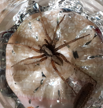 ‘太阳成tyc7111’中药材监测:大部分药材走势平稳(图3) 太阳成tyc7111