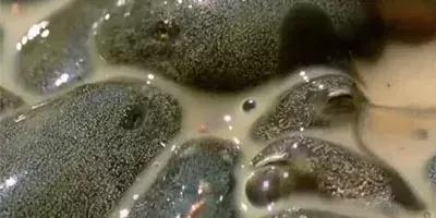 【太阳成tyc7111cc】日产4月在华销量121554辆 同比下降2.9%(图4) 太阳成集团tyc7111cc