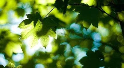 太阳成集团tyc7111cc