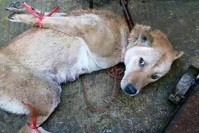 太阳成tyc7111_农村蔬菜丰收遭滞销 为何城市菜价却依然贵?(图1) 太阳成集团tyc7111cc