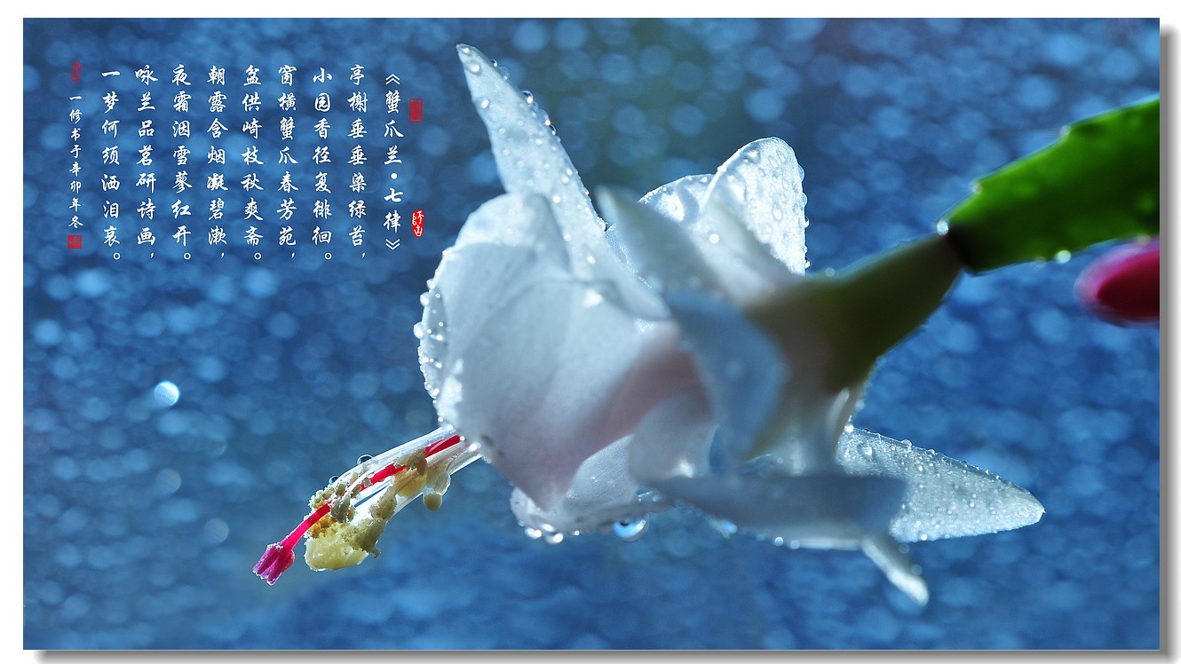 太阳成tyc7111|青海:青海海西州藏羊、牦牛高效养殖技术人员培训班在乌兰县举办(图3) 太阳成tyc7111cc