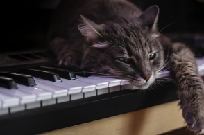 农业市场:菊花成为今年市民扫墓“刚需”价格翻倍“太阳成集团tyc7111cc”(图1) 太阳成集团tyc7111cc