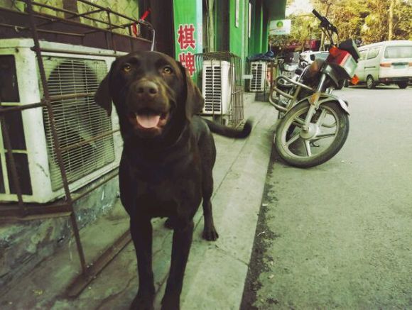 熊猫被扔石块,呼唤安全保障升级-太阳成集团tyc7111cc(图1) 太阳成tyc7111cc