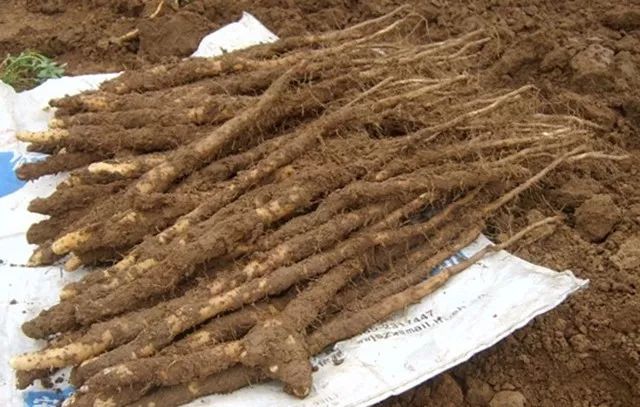 太阳成tyc7111cc-生活中的小事帮你健康长寿(图1) 太阳成tyc7111cc