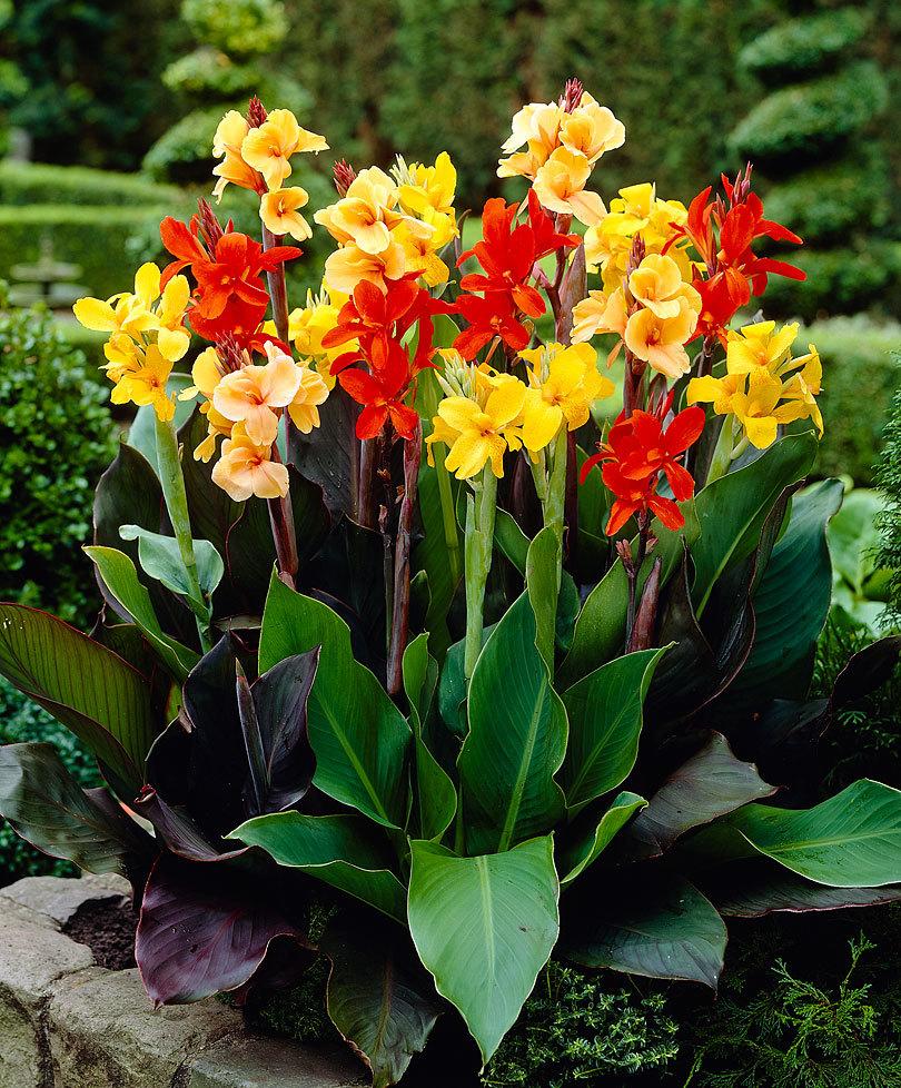 ‘太阳成tyc7111cc’黑龙江:黑龙江鸡西市鸡东永安镇:调结构促农增收(图2) 太阳成tyc7111cc