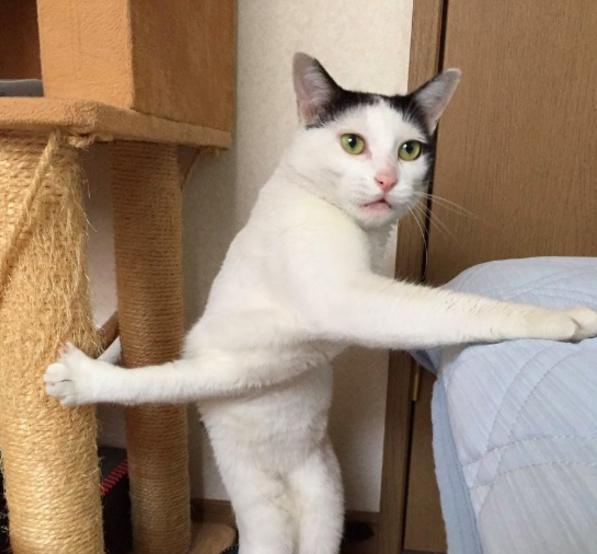 2019年汽车安全带气囊故障召回近200