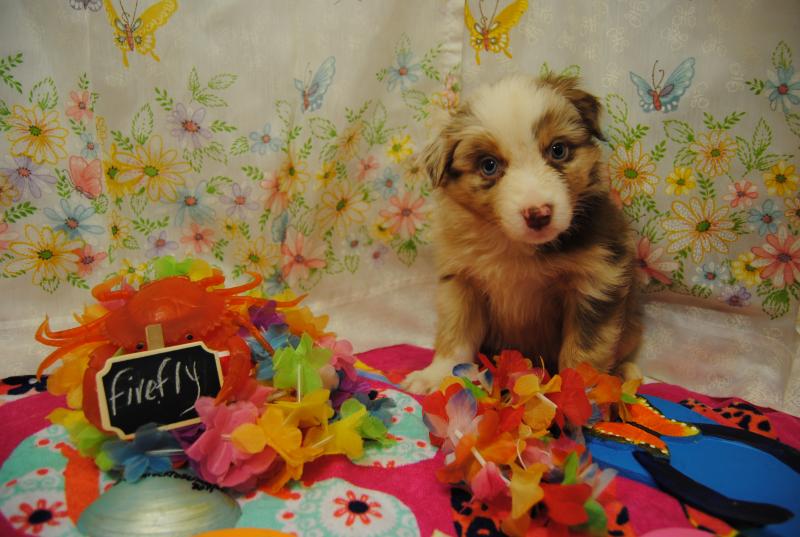 太阳成集团tyc7111cc:网传汽车限购将全面放开 引发汽车股涨停潮(图4) 太阳成tyc7111cc